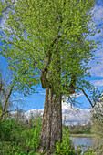 USA, Oregon, Willamette Mission State Park, World's largest black cottonwood. This tree measures 26 feet in circumference, 155 feet in height and is estimated at 280 years old.