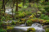 Small waterfall cascades over mossy log and rocks in Olallie Creek near McKenzie River, Willamette National Forest, Cascade Mountains, Oregon.