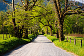 USA, Tennessee, Sparks Lane in the spring at Cades Cove.
