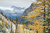 Larches displaying golden autumn color after fresh snowfall at Cutthroat Pass, North Cascades, Washington State