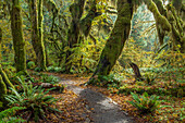 USA, Washington State, Olympic National Park. Panoramic composite of trail through mossy forest