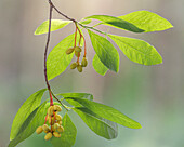 USA, Staat Washington, Seabeck. Beeren und Blätter des indischen Pflaumenbaums im Naturschutzgebiet Guillemot Cove.