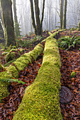 USA, Washington State, Seabeck, Guillemot Cove Nature Preserve. Fallen moss-covered maple tree.