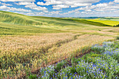 Washington State, Whitman County. Wildflowers and Palouse farm fields