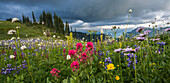 USA, Washington State, Mount Rainier National Park. Wildflowers carpeting edge of Paradise hiking trail.