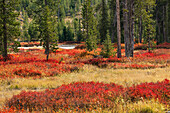 Blueberry leaves in autumn red coloration, Yellowstone National Park, Wyoming