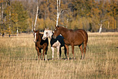 Pferde etwas außerhalb, Grand-Teton-Nationalpark, Wyoming