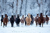 USA, Wyoming, Shell, Pferde in der Kälte (PR)