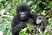 Afrika, Ruanda, Volcanoes National Park, Berggorilla, Gorilla beringei beringei. Junger Berggorilla, der uns neugierig beobachtet.