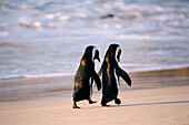 Afrikanische Pinguine spazieren Hand in Hand in der Nähe von Kapstadt, Südafrika.