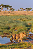 Afrika, Tansania, Serengeti-Nationalpark. Männlicher Löwe und Wasser.