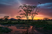 Afrika. Tansania. Sonnenuntergang beleuchtet einen Schwarm Marabu-Störche in einem Sumpfgebiet im Serengeti NP.