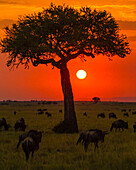 Afrika. Tansania. Farbenfroher Sonnenuntergang im Serengeti NP.