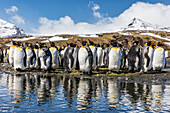 South Georgia Island, Salisbury Plains. Group of molting king penguins reflect in stream.