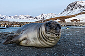 South Georgia Island, St. Andrew's Bay. Close-up of elephant seal pup on beach.