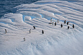 Antarktis, Insel Südgeorgien, Coopers Bay. Pinguine auf einem Eisberg.