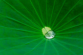 Lotus leaf, Fujian Province, China