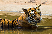 Asia. India. Female Bengal tiger (Pantera tigris tigris) enjoys the cool of a water hole at Bandhavgarh Tiger Reserve.