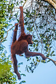 Indonesia, Borneo, Kalimantan. Female orangutan at Tanjung Puting National Park.