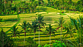 Jatiluwih Rice Terrace (UNESCO World Heritage Site), Bali, Indonesia
