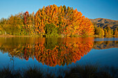 Autumn reflections in Kellands Pond, near Twizel, Mackenzie District, South Canterbury, South Island, New Zealand