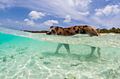 Ein Wildschwein spaziert im klaren blauen Wasser vor Big Major's Cay bei Staniel Cay, Exuma, Bahamas