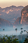 Morgennebel steigt aus dem palmengesäumten Vinales-Tal auf, Kuba
