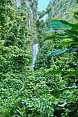 Karibik, Westindische Inseln, Insel Dominica. Eine der beliebtesten Naturattraktionen Dominicas. Der linke Wasserfall hat eine Fallhöhe von 125 Fuß und der rechte (im Bild) von 75 Fuß.