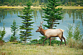 Canada, Alberta, Jasper National Park. Bull elk next to Athabasca River.
