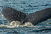 Canada, British Columbia, Inside Passage.humpback whale tail