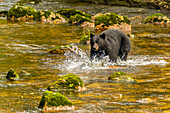 Canada, British Columbia, Inside Passage. Black bear fishing for salmon on Qua Creek.