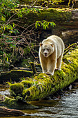 Canada, British Columbia, Inside Passage. White Spirit Bear hunts for fish on Riordan Creek.