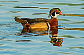 Canada, Manitoba, Winnipeg. Wood duck male in water.