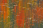 Canada, Ontario. Reeds on Bunny Lake.