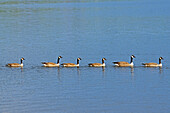 Canada, Ontario, Ear Falls. Canada geese on English River.