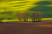 Czech Republic, Moravia. Small chapel in trees and field.