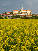 Europe, Czech Republic, South Moravia, Mikulov. The town of Mikulov and Nikolsburg castle with canola fields in the foreground in summertime.