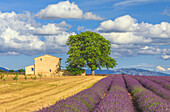 Frankreich, Provence, Valensole-Hochebene. Lavendelreihen und Bauernhaus.