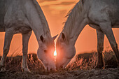 Europe, France, Provence, Camargue. Two Camargue horses grazing at sunrise.
