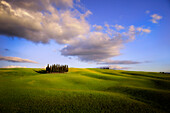 Italy, Tuscany, Val d'Orcia. Cypress grove and clouds at sunset.