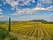 Italien, Toskana. Weinberg, der zu einem Bauernhaus in der Toskana führt, mit blauem Himmel und bauschigen Wolken.