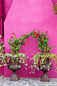 Italien, Venedig, Insel Burano. Mit Blumen bepflanzte Urnen vor einer hellrosa Wand auf der Insel Burano.