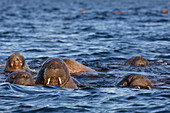 Norway, Svalbard, Storoya. Group of walrus swimming in Arctic Ocean.