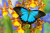 Australischer Blauer Bergschwalbenschwanz, Papilio ulysses, auf Orchidee