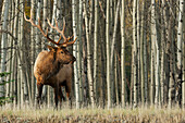 Rocky Mountain bull elk, thick aspens