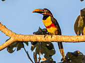 Brasilien, Pantanal. Kastanienohr-Arakari-Vogel.