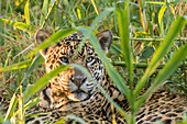 Brasilien, Pantanal. Nahaufnahme eines Jaguars.