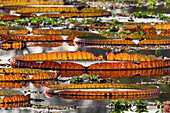 Südamerika, Brasilien, Mato Grosso, Das Pantanal, Porto Jofre, Riesenseerosenblätter, (Victoria amazonica). Riesige Seerosenblätter bei Porto Jofre.