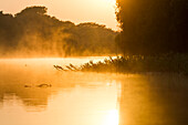 Südamerika, Brasilien, Das Pantanal, Rio Cuiaba. Am frühen Morgen steigt der Nebel vom Fluss auf.