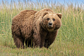 USA, Alaska, Lake Clark National Park. Grizzlybärensau in Nahaufnahme.